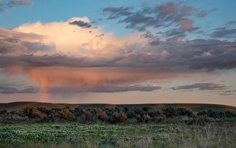 Prairie Grass