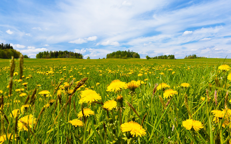 Dandelion Field