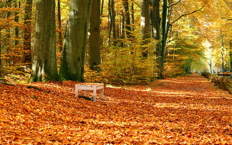 Orange Covered Path