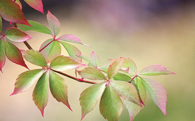 Turning Leaves