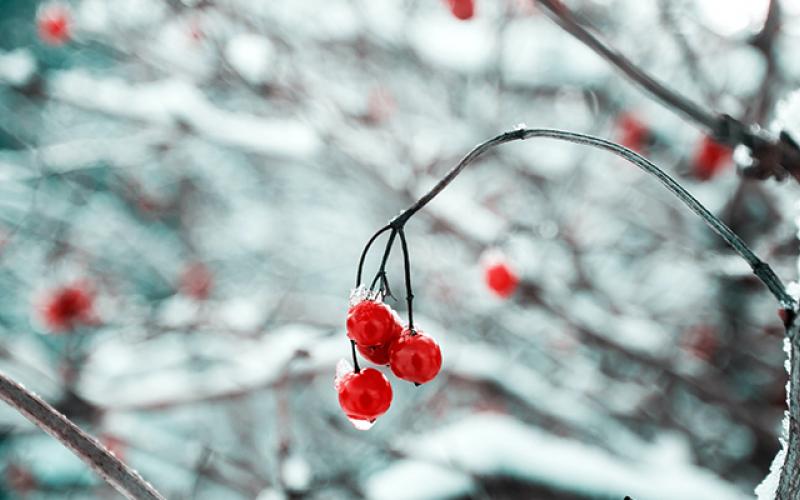 Frozen Berries In Memoriam