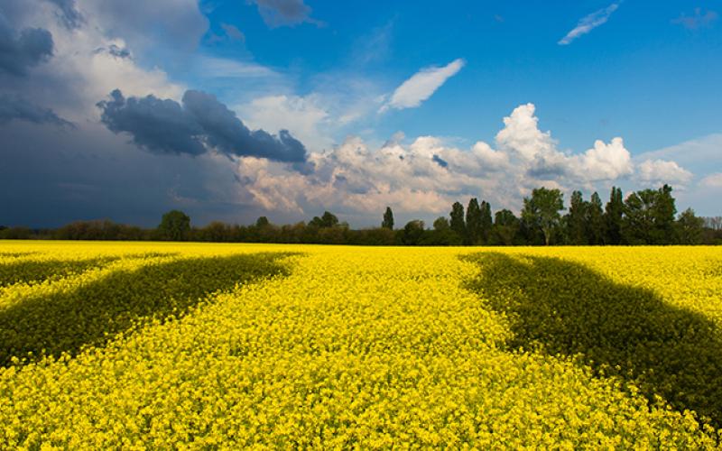 Fields of Ukraine