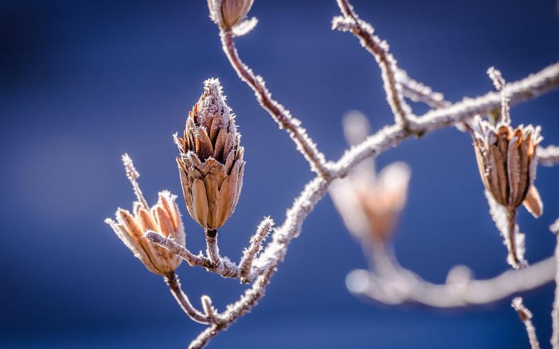 Buds covered in frost